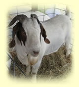 Boer Goat