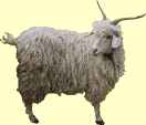 Angora